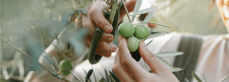 Olive Oil vs. Seed Oil: Which One Is Healthier?