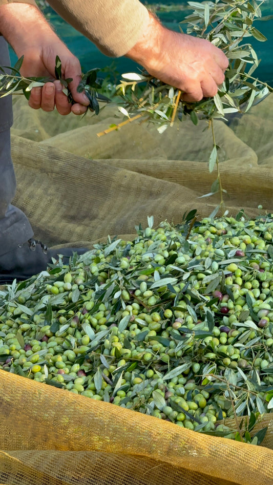 Single Origin Greek EVOO (700ml)
