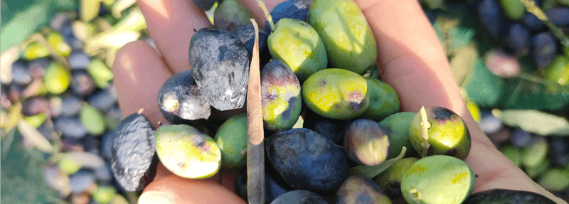 The benefits of adding a drizzle of olive oil to your diet
